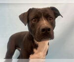 Small #2 Boxador
