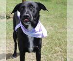 Small #1 Labrador Retriever Mix