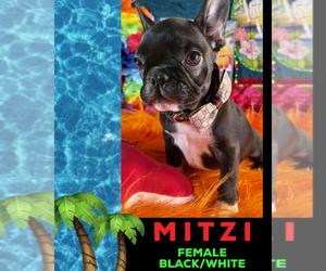 French Bulldog Puppy for sale in HEATHROW, FL, USA