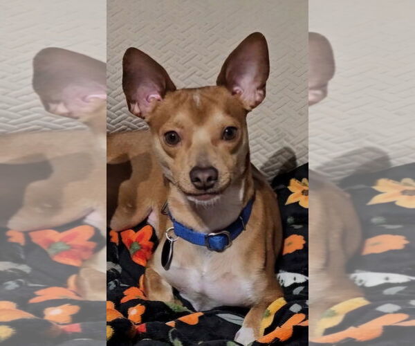 Medium Photo #1 Chihuahua Puppy For Sale in Royal Palm Beach, FL, USA