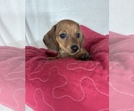 Daisey - Female Dachshund Puppy for Sale - Small photo