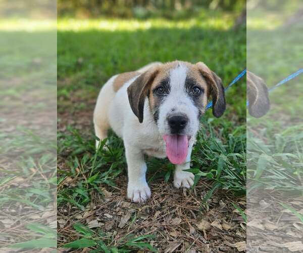 Medium Photo #2 Basset Hound-Unknown Mix Puppy For Sale in Wakefield, RI, USA