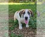 Small #1 Basset Hound Mix