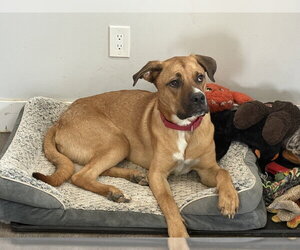 Nugget - Male Labrador Retriever-Rhodesian Ridgeback Mix Dog for Adoption - Photo #33