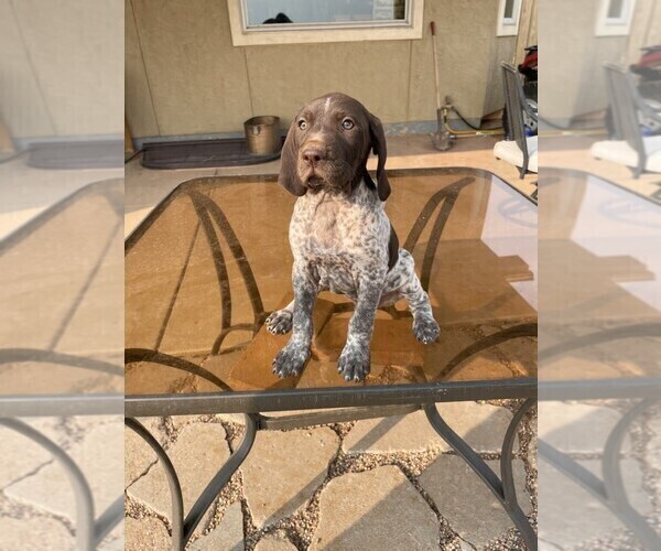 Medium Photo #3 German Shorthaired Pointer Puppy For Sale in LARAMIE, WY, USA