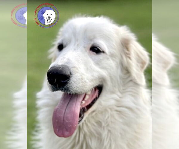 Medium Photo #1 Great Pyrenees Puppy For Sale in Spring, TX, USA