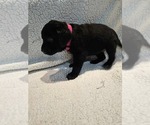 Small #2 Labrador Retriever