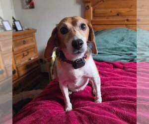 Delaney - Female Beagle Dog for Adoption - Photo #3