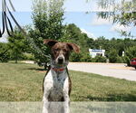 Small #11 Mountain Cur Mix