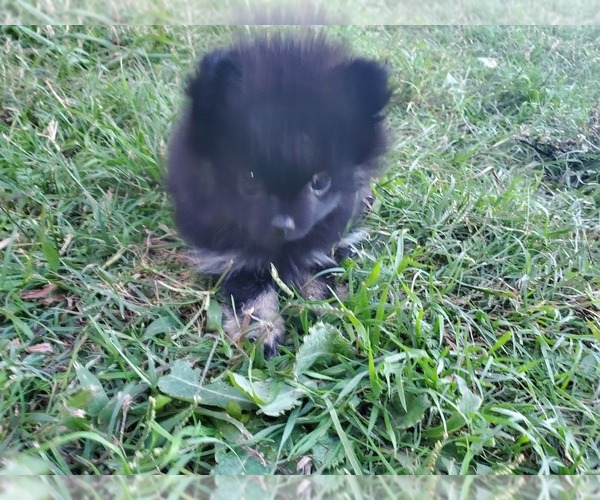 Medium Photo #8 Pomeranian Puppy For Sale in KILLEEN, TX, USA
