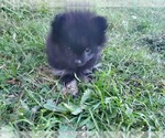 Small Photo #8 Pomeranian Puppy For Sale in KILLEEN, TX, USA