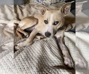 Mutt Dogs for adoption in Shelburne, VT, USA