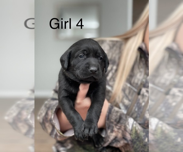Medium Photo #1 Labrador Retriever Puppy For Sale in JACKSONVILLE, GA, USA