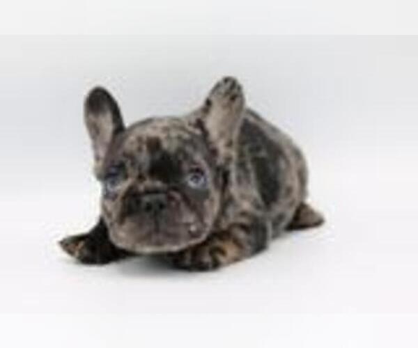 Medium Photo #3 French Bulldog Puppy For Sale in KIMBALL JUNCTION, UT, USA