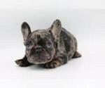Small Photo #3 French Bulldog Puppy For Sale in KIMBALL JUNCTION, UT, USA