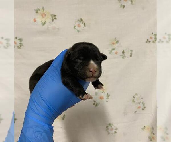 Medium Photo #1 Mutt Puppy For Sale in Modesto, CA, USA
