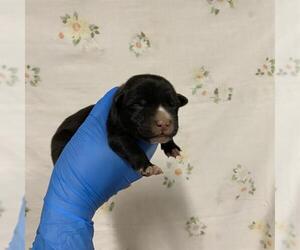 Mutt Dogs for adoption in Modesto, CA, USA
