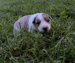 Puppy Male 3 Texas Heeler