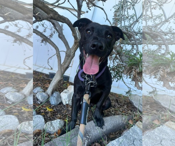 Medium Photo #6 Labrador Retriever-Unknown Mix Puppy For Sale in San Diego, CA, USA