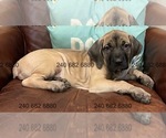 Puppy Light Blue F Cane Corso