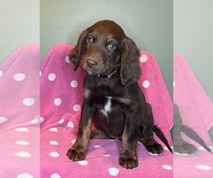 English Setter-Labradoodle Mix Puppy for sale in FARMINGTON, ME, USA