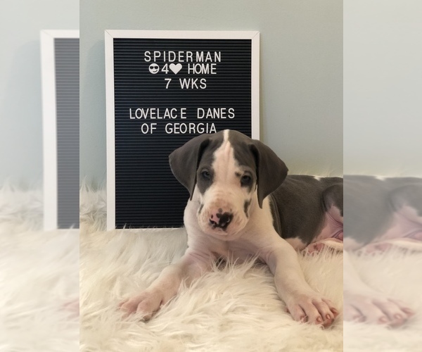 Medium Photo #2 Great Dane Puppy For Sale in CANTON, GA, USA