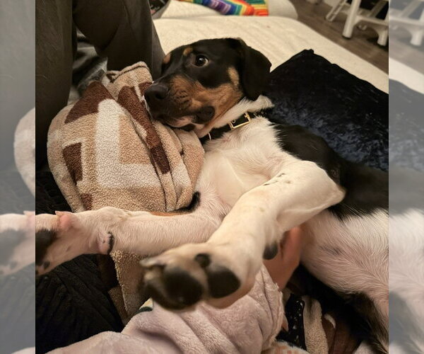 Medium Photo #5 Mutt Puppy For Sale in Fargo, ND, USA
