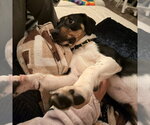 Small #4 Mutt
