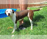Small #3 American Pit Bull Terrier Mix