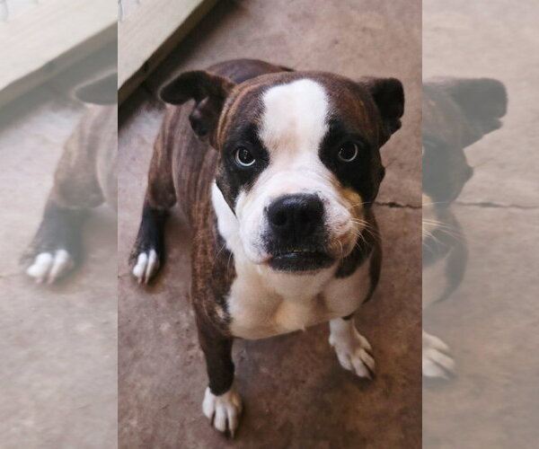 Medium Photo #1 Boston Terrier-Boxer Mix Puppy For Sale in Alexander, AR, USA