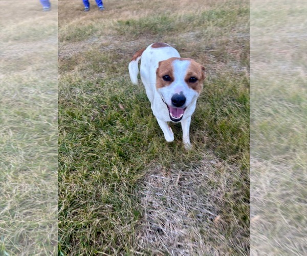 Medium Photo #2 Jack Russell Terrier-Unknown Mix Puppy For Sale in Spring Lake, NC, USA