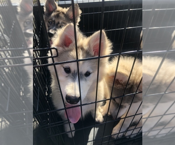 Medium Photo #1 Wolf Hybrid Puppy For Sale in FILLMORE, LA, USA