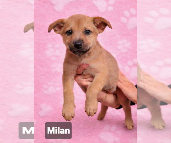 Medium Photo #2 Mutt Puppy For Sale in Pompano Beach , FL, USA