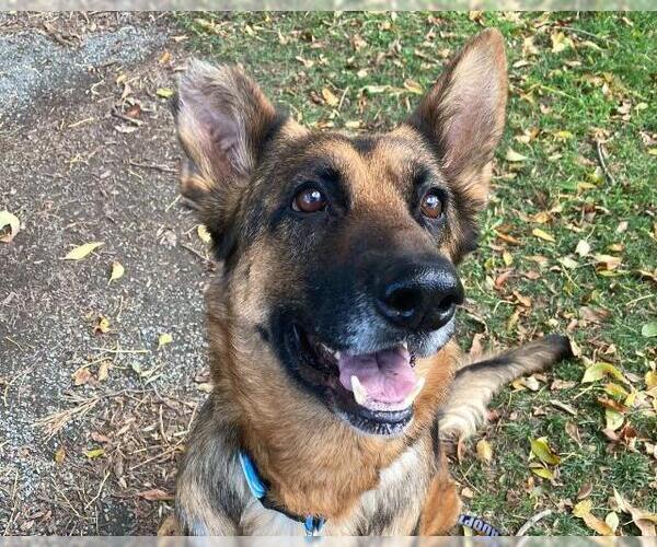 Medium Photo #2 German Shepherd Dog Puppy For Sale in Martinez, CA, USA