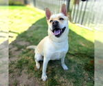 Small #1 German Shepherd Dog Mix