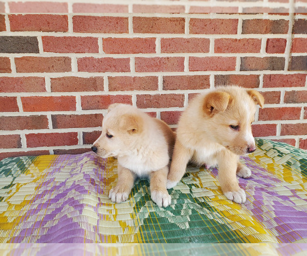 Medium Photo #7 English Shepherd-German Shepherd Dog Mix Puppy For Sale in ETNA GREEN, IN, USA