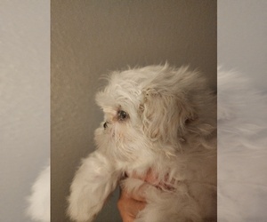 Shih Tzu Puppy for sale in WESLEY CHAPEL, FL, USA