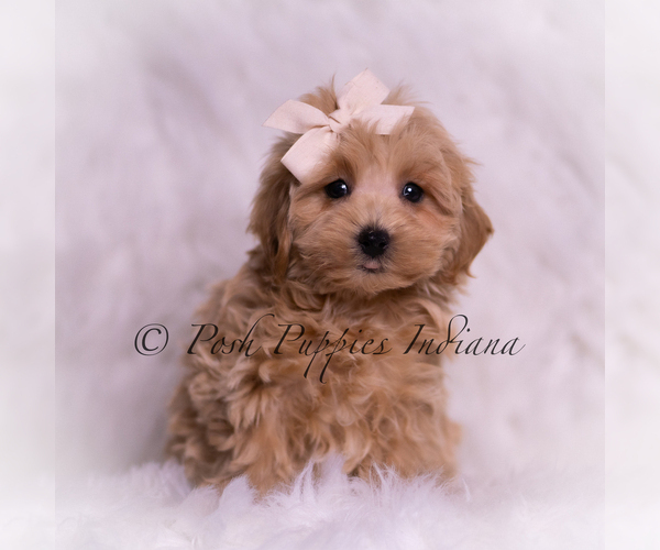 Medium Photo #2 Maltipoo (Miniature) Puppy For Sale in WARSAW, IN, USA