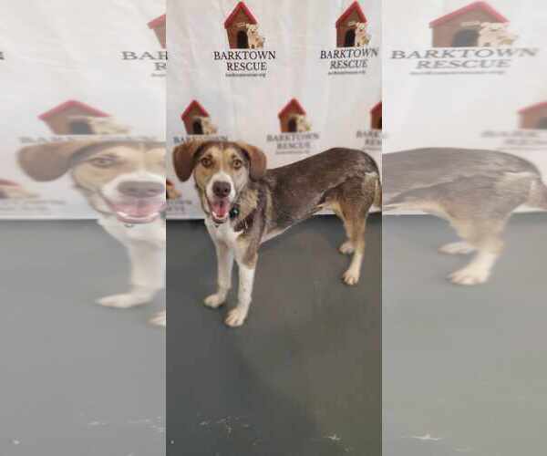 Medium Photo #7 Mutt Puppy For Sale in Bardstown, KY, USA