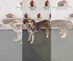 Small #6 Mutt