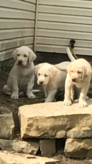 Labrador Retriever Puppy for sale in GREENFIELD, OH, USA