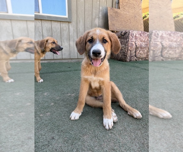 Medium Photo #1 German Shepherd Dog-Great Pyrenees Mix Puppy For Sale in PENRYN, CA, USA
