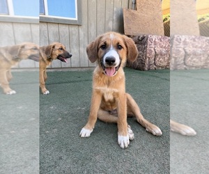 German Shepherd Dog-Great Pyrenees Mix Puppy for sale in PENRYN, CA, USA