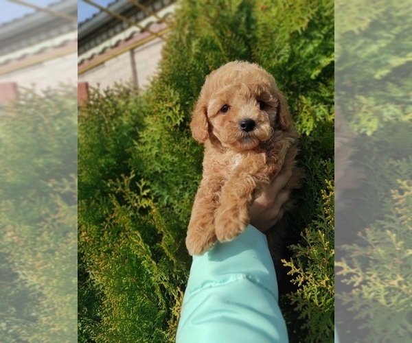 Medium Photo #1 Poodle (Toy) Puppy For Sale in MIAMI, FL, USA
