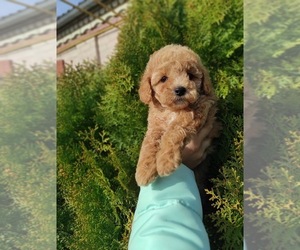 Poodle (Toy) Puppy for sale in MIAMI, FL, USA
