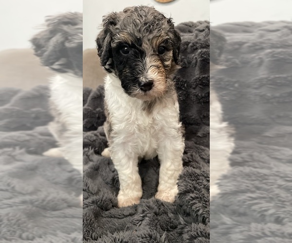 Medium Photo #12 Bernedoodle Puppy For Sale in ZEELAND, MI, USA