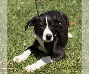 Mutt Dogs for adoption in Yardley, PA, USA