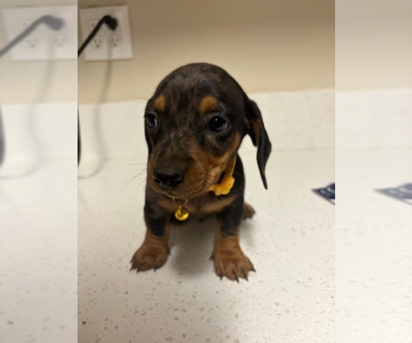 Medium Photo #3 Dachshund Puppy For Sale in SAN BERNARDINO, CA, USA