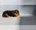 Small Photo #48 Golden Mountain Dog Puppy For Sale in BLACK FOREST, CO, USA