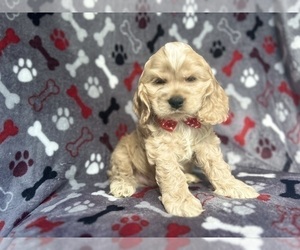 Cocker Spaniel Puppy for sale in LAKELAND, FL, USA